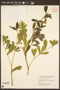 Baptisia australis image