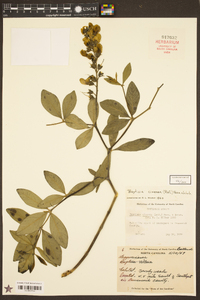 Baptisia cinerea image