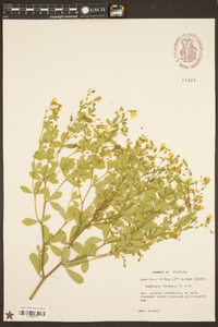 Baptisia lecontei image