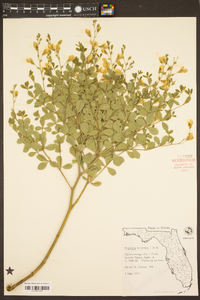 Baptisia lecontei image