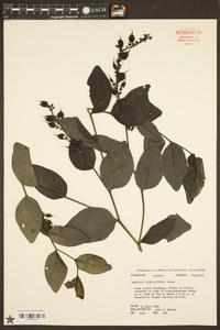 Baptisia simplicifolia image