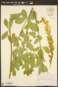 Baptisia sphaerocarpa image