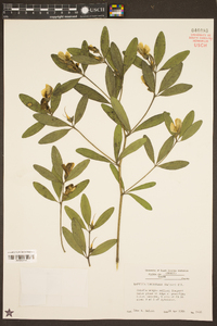 Baptisia lanceolata image