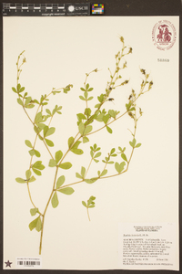 Baptisia tinctoria image