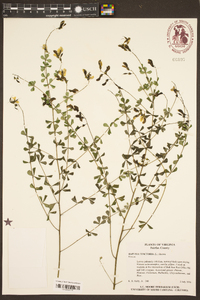 Baptisia tinctoria image