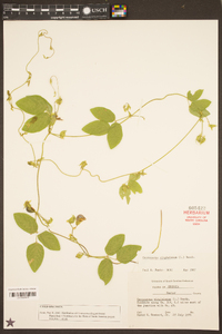 Centrosema virginianum image