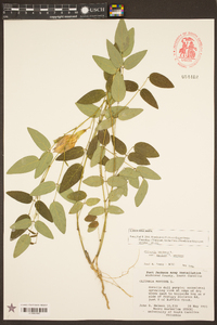 Clitoria mariana image