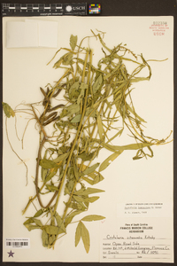 Crotalaria lanceolata image