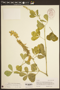 Crotalaria pallida image