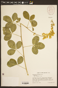 Crotalaria pallida var. obovata image