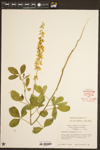 Crotalaria pallida image