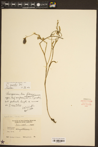 Crotalaria purshii image