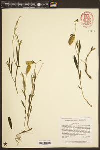 Crotalaria purshii image