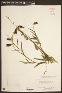 Crotalaria purshii image