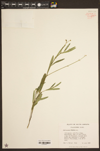 Crotalaria purshii image