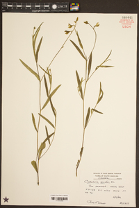 Crotalaria purshii image