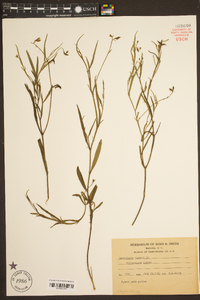 Crotalaria purshii image