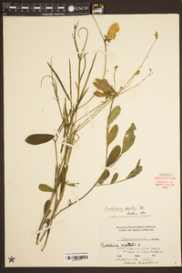 Crotalaria purshii image