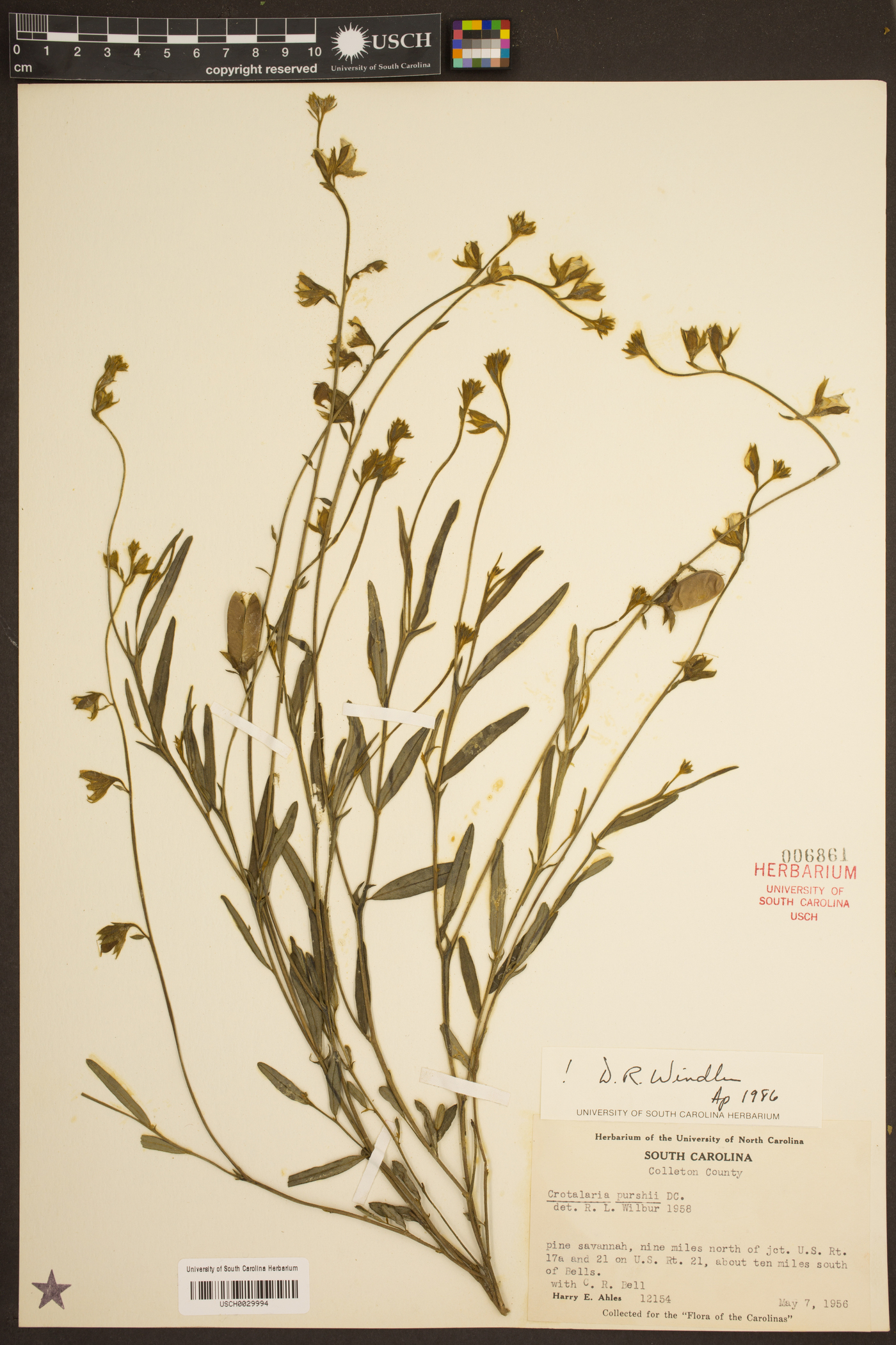 Crotalaria purshii image