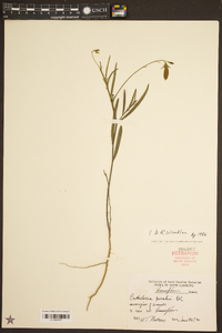 Crotalaria purshii image