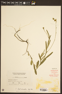 Crotalaria purshii image