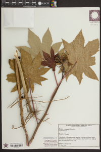 Ricinus communis image