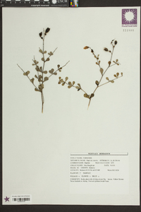 Baptisia tinctoria image