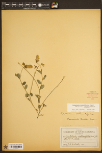 Crotalaria rotundifolia var. vulgaris image