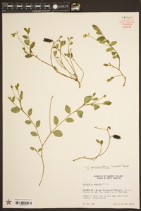 Crotalaria rotundifolia image