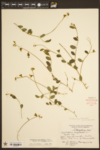 Crotalaria rotundifolia var. vulgaris image