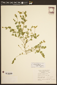 Crotalaria rotundifolia image