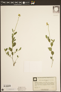 Crotalaria rotundifolia image