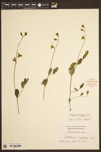 Crotalaria rotundifolia var. vulgaris image