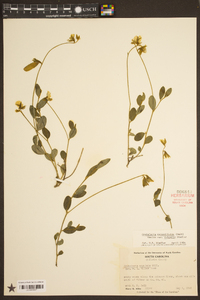 Crotalaria rotundifolia image