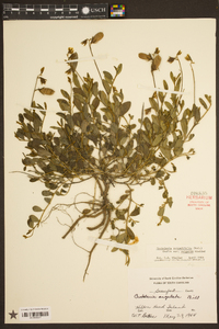 Crotalaria rotundifolia image