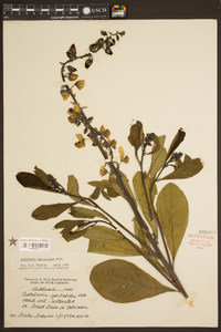 Crotalaria spectabilis image