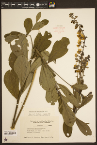 Crotalaria spectabilis image