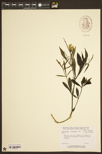 Crotalaria purshii image