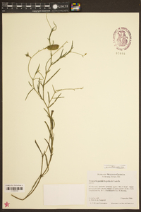 Crotalaria purshii image