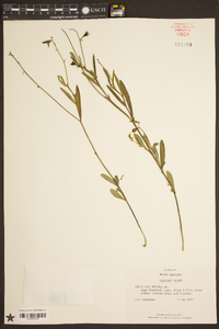 Crotalaria purshii image