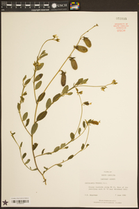 Crotalaria purshii image