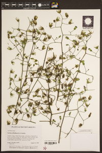 Lactuca floridana image