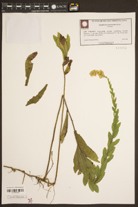 Solidago fistulosa image