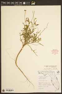 Crotalaria rotundifolia image