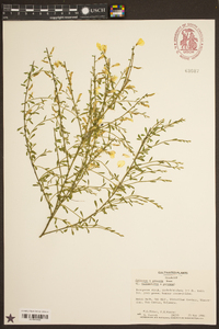 Image of Cytisus praecox