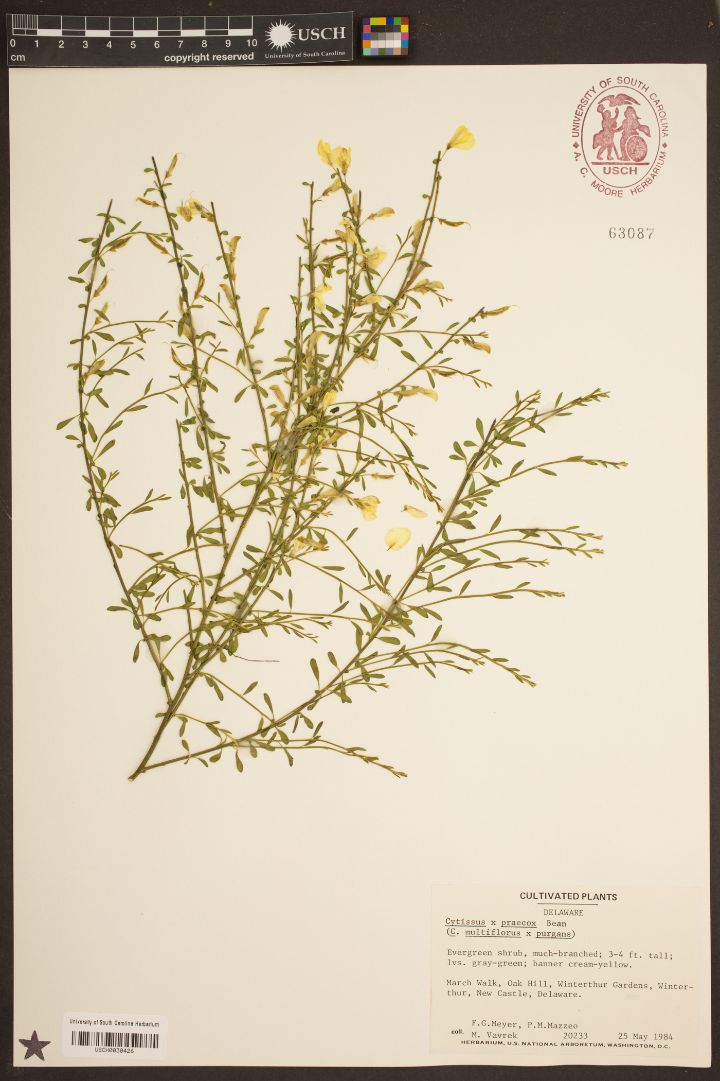 Cytisus praecox image