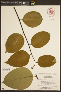 Dalbergia ecastaphyllum image
