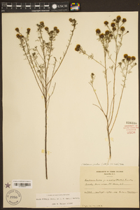 Dalea pinnata image