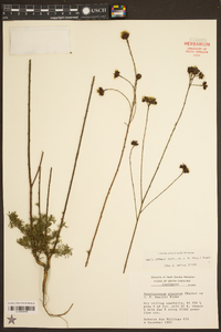 Dalea pinnata image