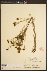 Dalea pinnata image